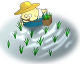 田植え（苗の移し替え）